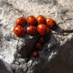 Doncaster-Pest-Control-Ladybirds