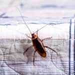 Cockroach infestation - Doncaster Pest Control
