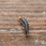 Doncaster Perst Control - Silverfish  (Lepisma saccharinum) or saccharina