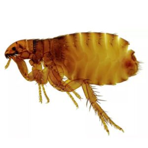 Flea - Doncaster Pest Control