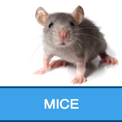 Mice - Doncaster Pest Control