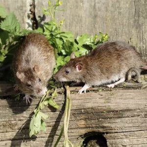 Rats - rat infestation - Doncaster Pest Control