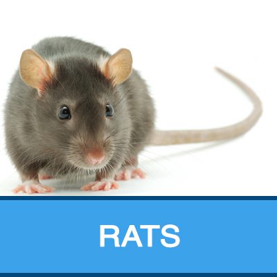 Rats - Doncaster Pest Control