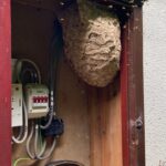 Wasp nest - Wasp Control and Wasp Nest Removal, Doncaster Pest Control